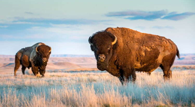 Kanada Saskatchewan Bisons Foto iStock Jillian Cooper